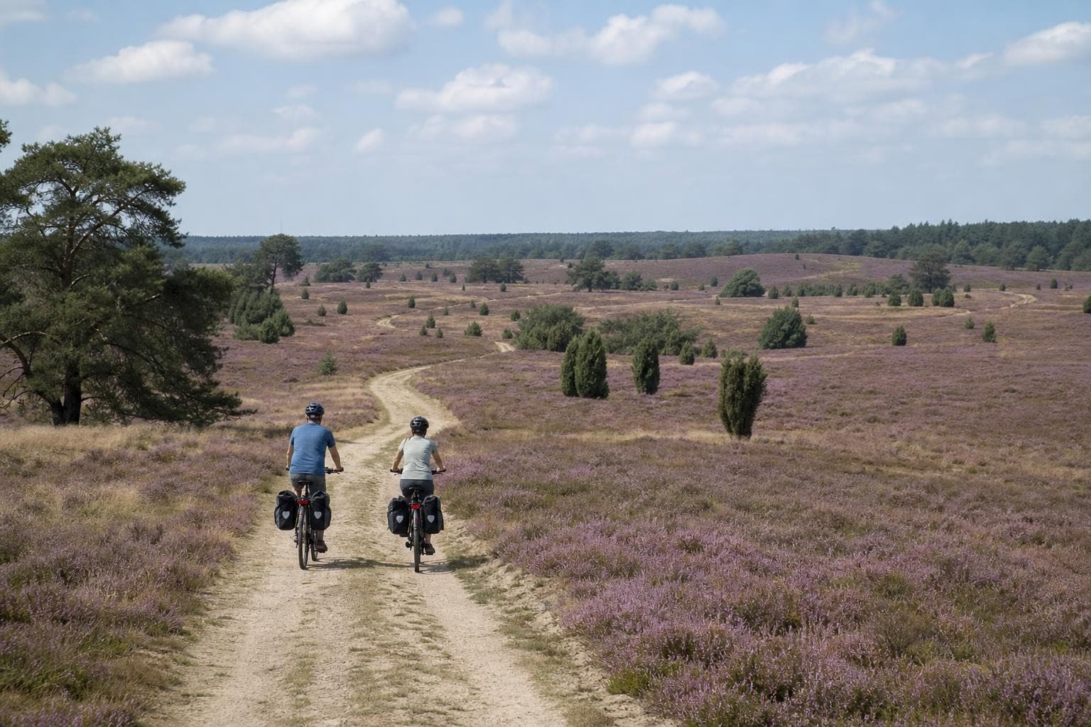 Rundtour durch die Lüneburger Heide – Heideblüte und Fachwerkschätze